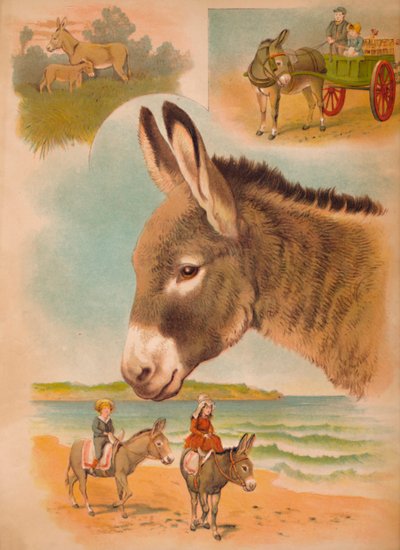 Eşek, c1900 by Helena J. Maguire