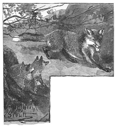 Tilki ve Yavruları, c1900 by Helena J. Maguire