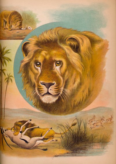 Aslan, c1900 by Helena J. Maguire