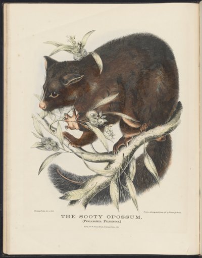 Avustralya Memelileri (Krefft) Nla.obj-33627803-10 Kurumlu Opossum by Helena Scott