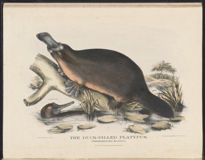 Avustralya Memelileri (Krefft) Nla.obj-33627803-16 Ördek Gagalı Platypus by Helena Scott