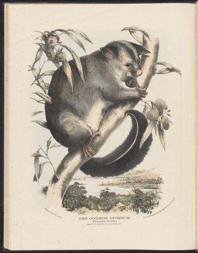 Avustralya Memelileri (Krefft) Nla.obj-33627803-9 Ortak Opossum. by Helena Scott