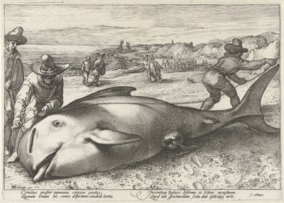 Zandvoort sahilinde mahsur kalan pilot balina, 1594 by Hendrick Goltzius (workshop of)