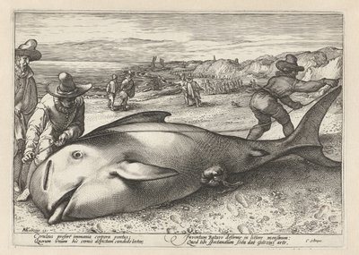 İki adam karaya vurmuş bir balinayı ölçüyor by Hendrick Goltzius (workshop of)