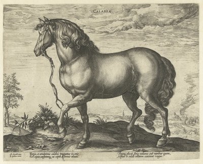Calabria Calaber'den at (nesne üzerindeki başlık) Avusturya'nın Don Juan Kraliyet Ahırlarından at ırkları (seri başlığı) by Hendrick Goltzius