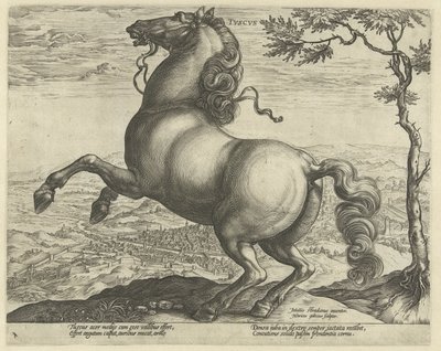 Toskana Tvscvs'den At (nesne üzerinde başlık) Avusturya'nın Don Juan Kraliyet Ahırlarından at ırkları (seri başlığı) by Hendrick Goltzius