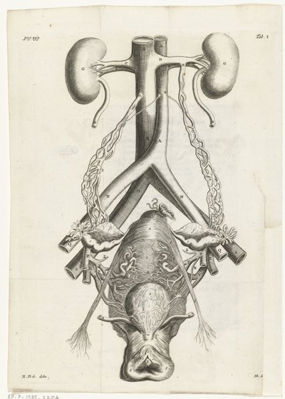 Kadın cinsel organı ve böbreklerinin anatomik görüntüsü Kitap illüstrasyonu: Reinier de Graaf, Tüm eserler, Amsterdam, 1686 by Hendrik Bary