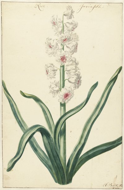 Witte sümbül Rose Invisible (nesne üzerindeki başlık) by Hendrik Budde