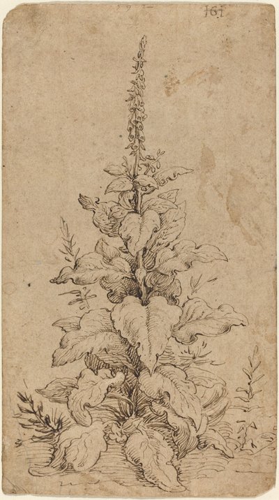 Çiçek Açmış Bir Yüksükotu by Hendrik Goltzius