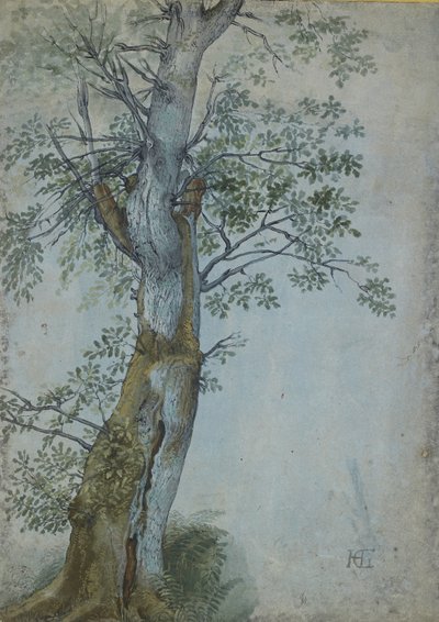 Bir Ağacın Çalışması, 1597-99 (koyu kahverengi mürekkepli kalem, wc ve gövde renginde fırça, mavi kağıt üzerinde beyaz ile vurgulanmış) by Hendrik Goltzius