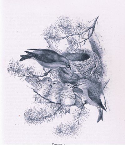 Crossbills, İngiltere