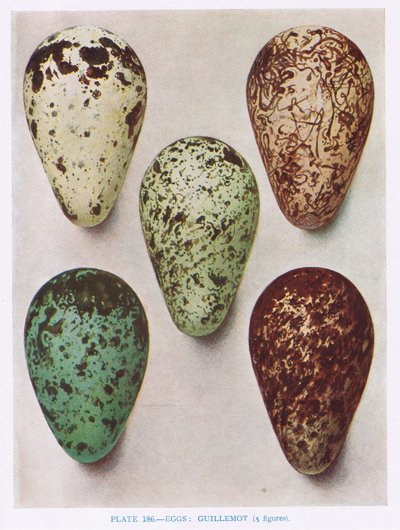 Eggs:Nightjar:Hoopoe:etc, Kirkman und Jourdain