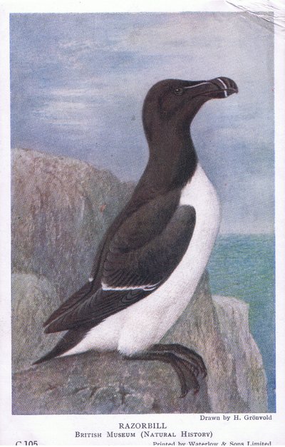 Razorbill, Kartpostallar, 1930