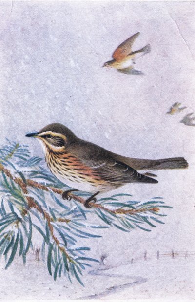 Redwing, Kartpostallar, 1930