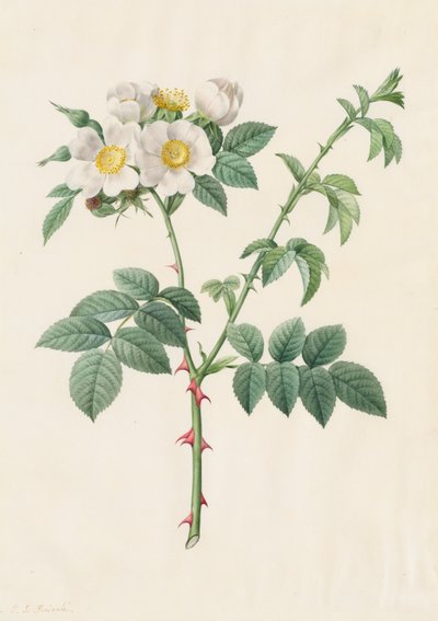 Brier Bush Rose veya Dog Rose Rosa Leucantha, 1817-1824. by Pierre Joseph Redouté