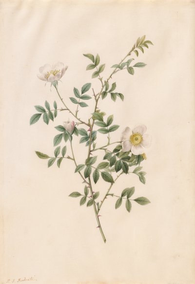 Brier Bush Rose veya Dog Rose Rosa Sepium Rosea, 1817-1824. by Pierre Joseph Redouté