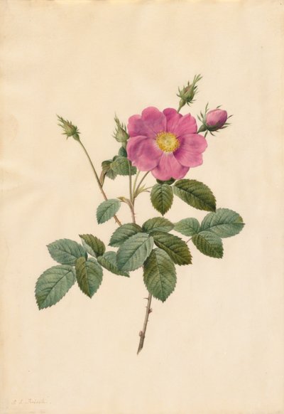 Lahana Gülü Rosa Centifolia Simplex, 1817-1824. by Pierre Joseph Redouté