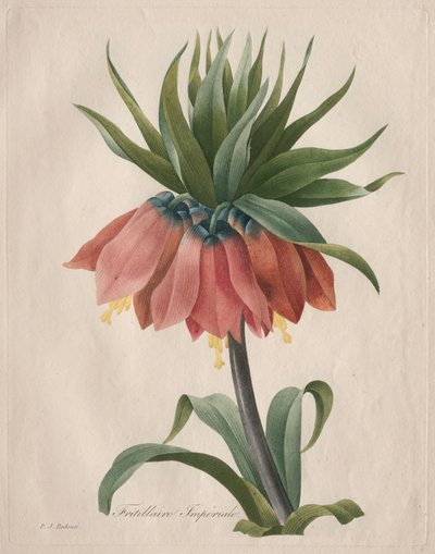Crown Imperial Fritillary, 1827. by Pierre Joseph Redouté
