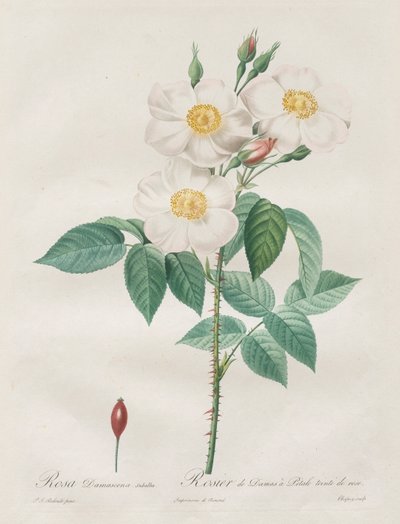 Les Roses: Rosa Damascena, subalba, 1817-1824. by Pierre Joseph Redouté