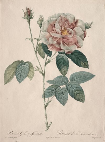 Les Roses: Rosa Gallica, 1817-1824. by Pierre Joseph Redouté