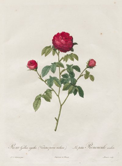 Provence veya Fransız Gülü, 1817-1824. by Pierre Joseph Redouté