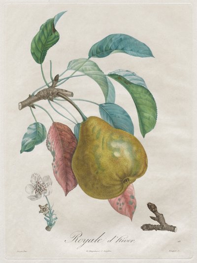 Meyve Ağaçları Üzerine İnceleme: Winter Royal by Henri Louis Duhamel du Monceau
