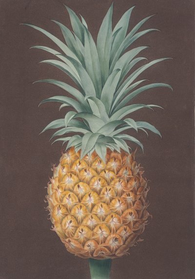 Pürüzsüz Yapraklı Yeşil Antigua Çamı, 1807. by Henri Merke