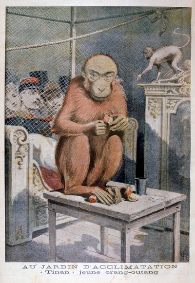 Orangutan Tinan, 1896 by Henri Meyer