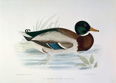 Yeşilbaş Ördek Tabağının Temsili H. Blanchere by Henri de la Blanchere