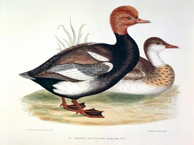 H. Blanchere tarafından Kızıl Saçlı Ördek Tabağının Temsili by Henri de la Blanchere