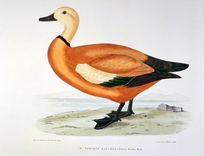 H. Blanchere tarafından ördek tadorne kasarka Planche temsili by Henri de la Blanchere