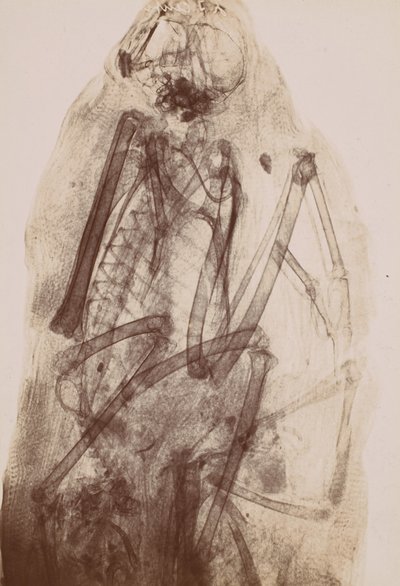 [Bir Raptorun Mumyasının Röntgeni], 1896. by Henri van Heurck