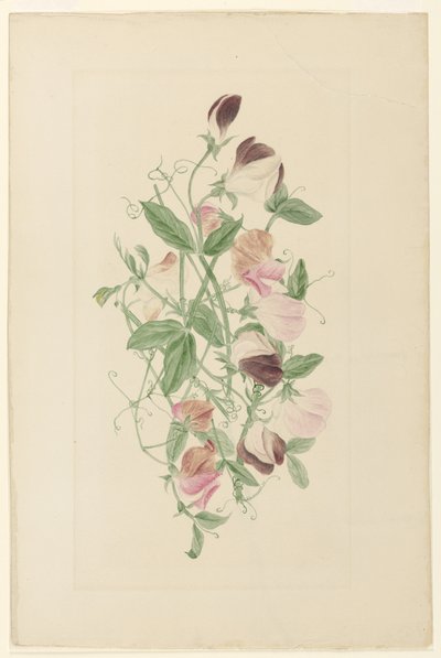 tatlı bezelye by Henrietta Benson Homer