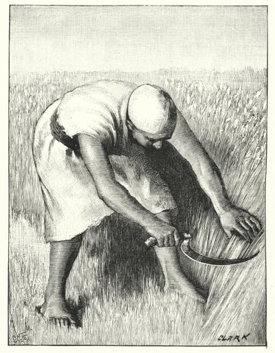 Doğuda Hasat (lito) by Henry Andrew Harper