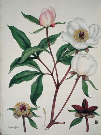 Paeonia Albiflora, 