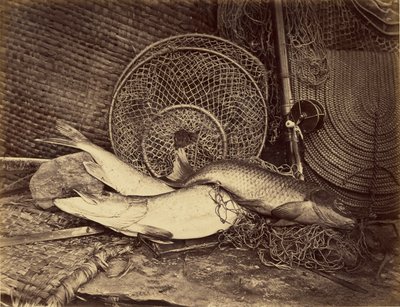 Sazan ve Turna Balığı ile Natürmort by Henry Bailey