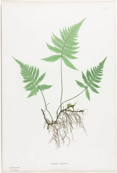 Büyük Britanya ve İrlanda Eğreltileri: Polypodium Phegopteris, 1855-1856. by Henry Bradbury
