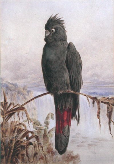 Avustralya Kızıl Kuyruklu Siyah Kakadu (kağıt üzerine suluboya ve gövde rengi) by Henry Bright