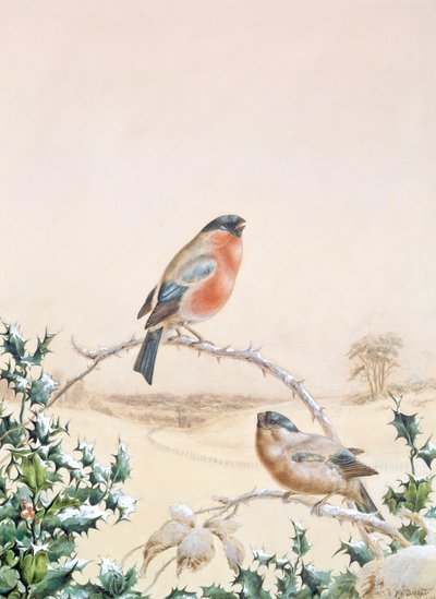 Chaffinch ve Holly ile kış sahnesi by Henry Bright