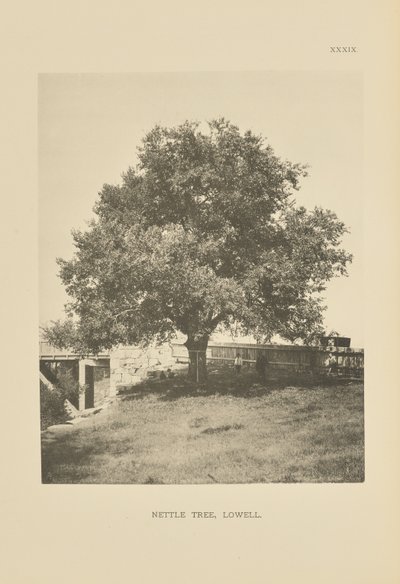 Isırgan Ağacı, Lowell by Henry Brooks
