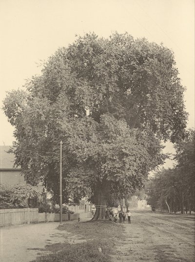 Whittemore Karaağaç, Arlington by Henry Brooks