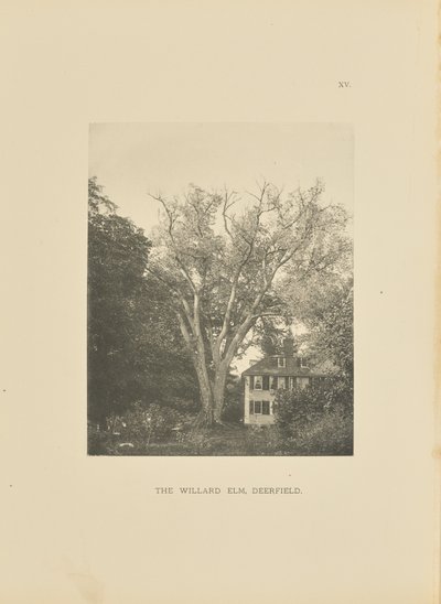 The Willard Elm, Deerfield by Henry Brooks