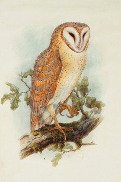 Peçeli Baykuş, by Henry Constantine Richter