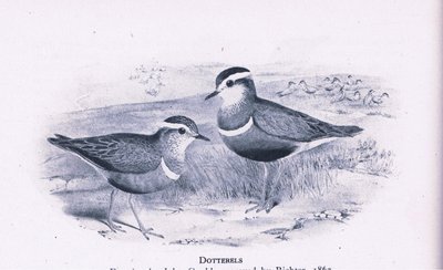 Dotterells, İngiltere