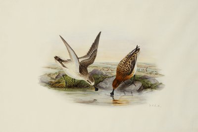 kaşıkçı by Henry Constantine Richter