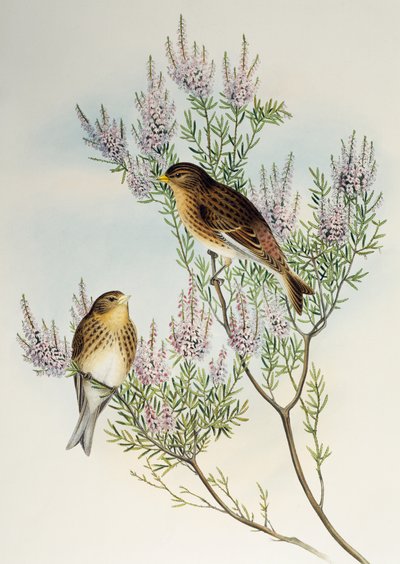 Büyük Britanya Kuşlarından Twite (Carduelis flavirostris), by Henry Constantine Richter