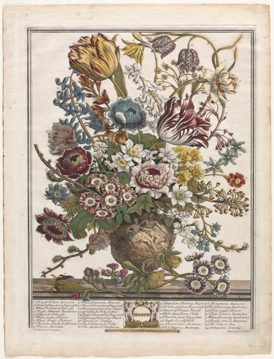 On İki Aylık Çiçekler: Mart, 1730. by Henry Fletcher