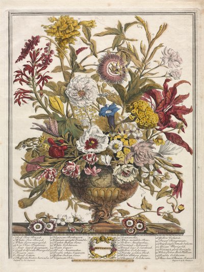 On İki Aylık Çiçekler: Eylül 1730. by Henry Fletcher