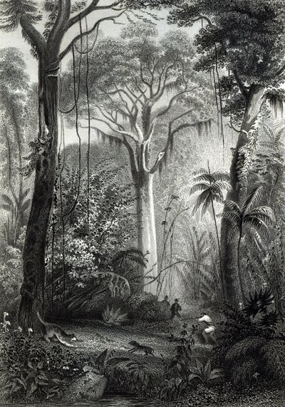 J.Bishop tarafından oyulmuş bir Brezilya Ormanı sahnesi by Henry George Hine