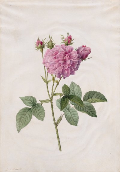 Agatha Gülü (Rosa Gallica Agatha) by Henry Joseph Redouté
